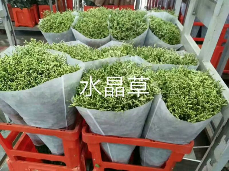 勿忘我