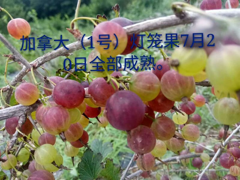 灯笼果苗，当年栽，当年结果苗。有意者联系我。