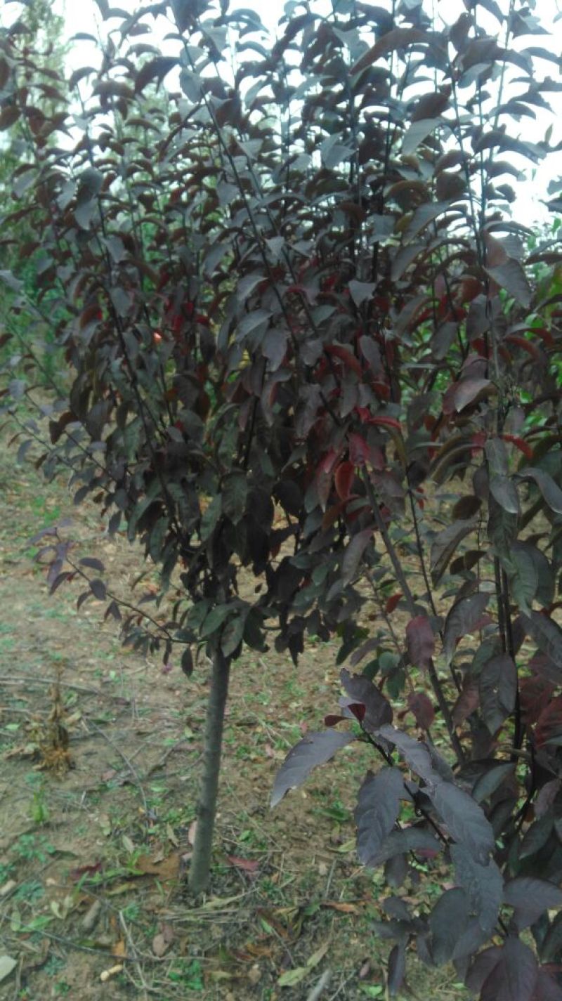 紫叶矮樱150~200cm4~6cm