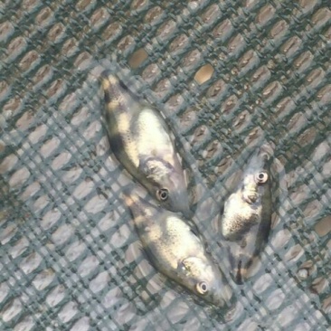 草鱼苗人工养殖5~6cm