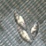草鱼苗人工养殖5~6cm