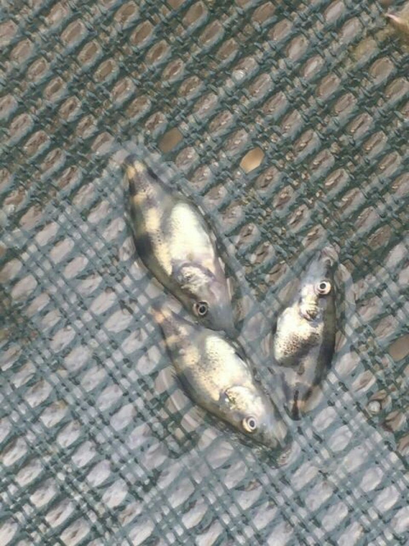 草鱼苗人工养殖5~6cm