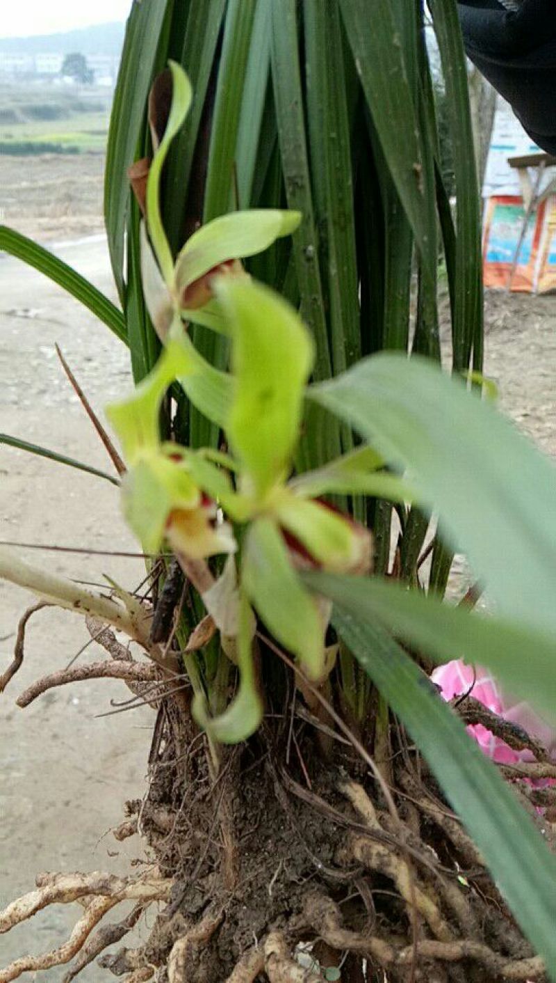 唐菖蒲兰花