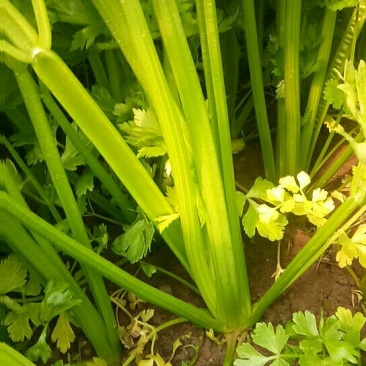 法国皇后芹菜50cm以上