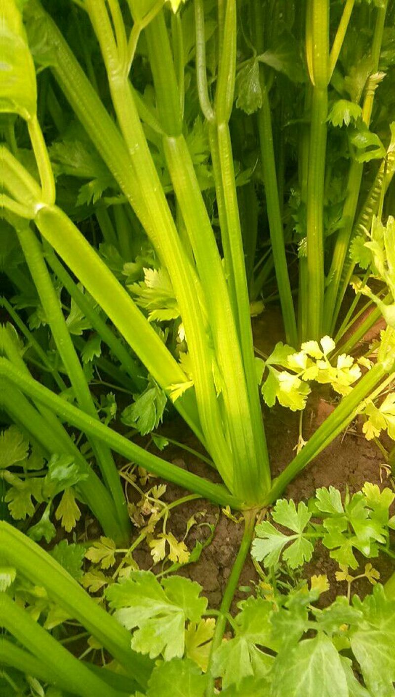 法国皇后芹菜50cm以上