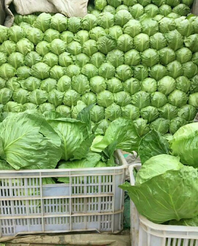 河北甘蓝，大量供货，翠绿，平顶，个头均匀，城信可靠
