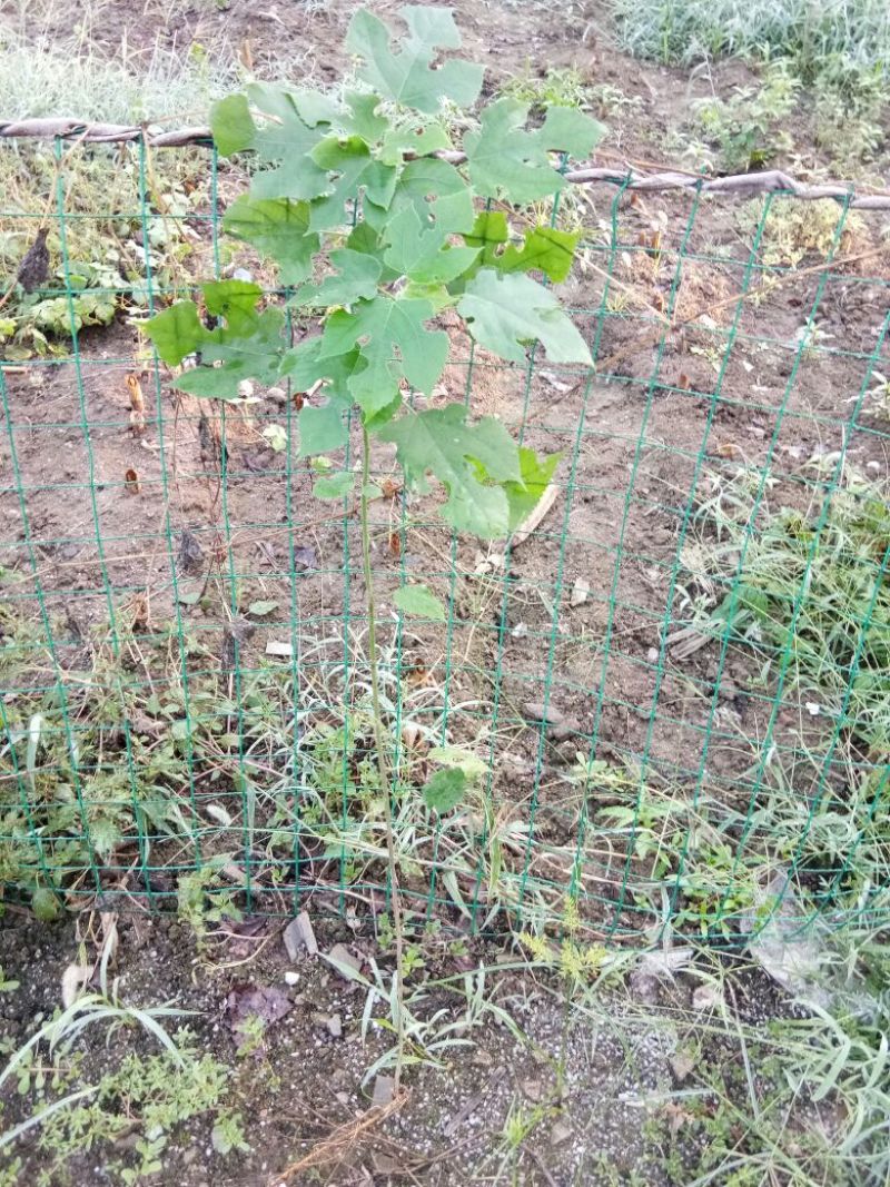 构树51~80cm
