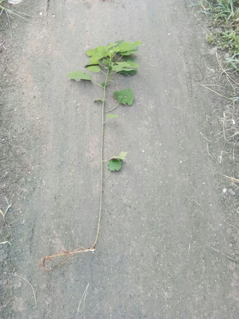 构树51~80cm