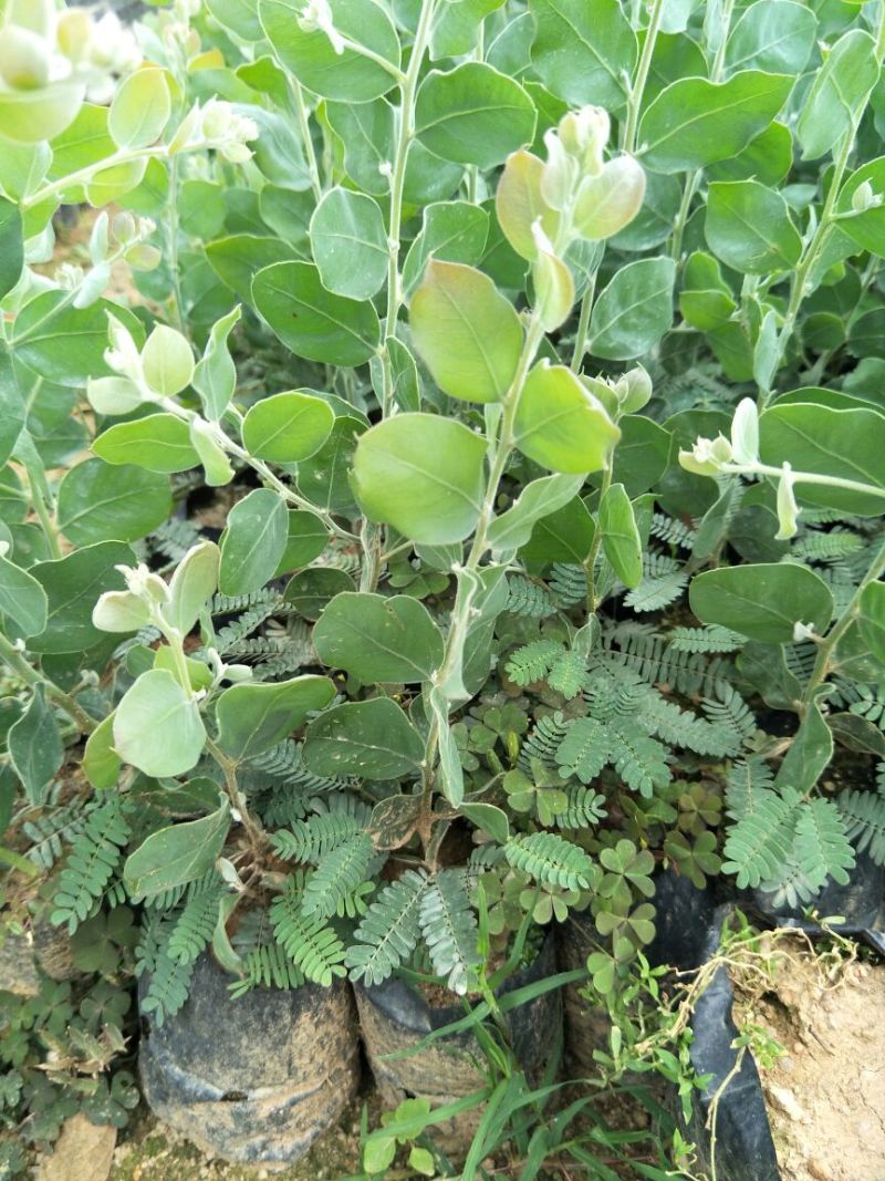 澳洲银叶金合欢苗庭院观花观叶树种美观好养