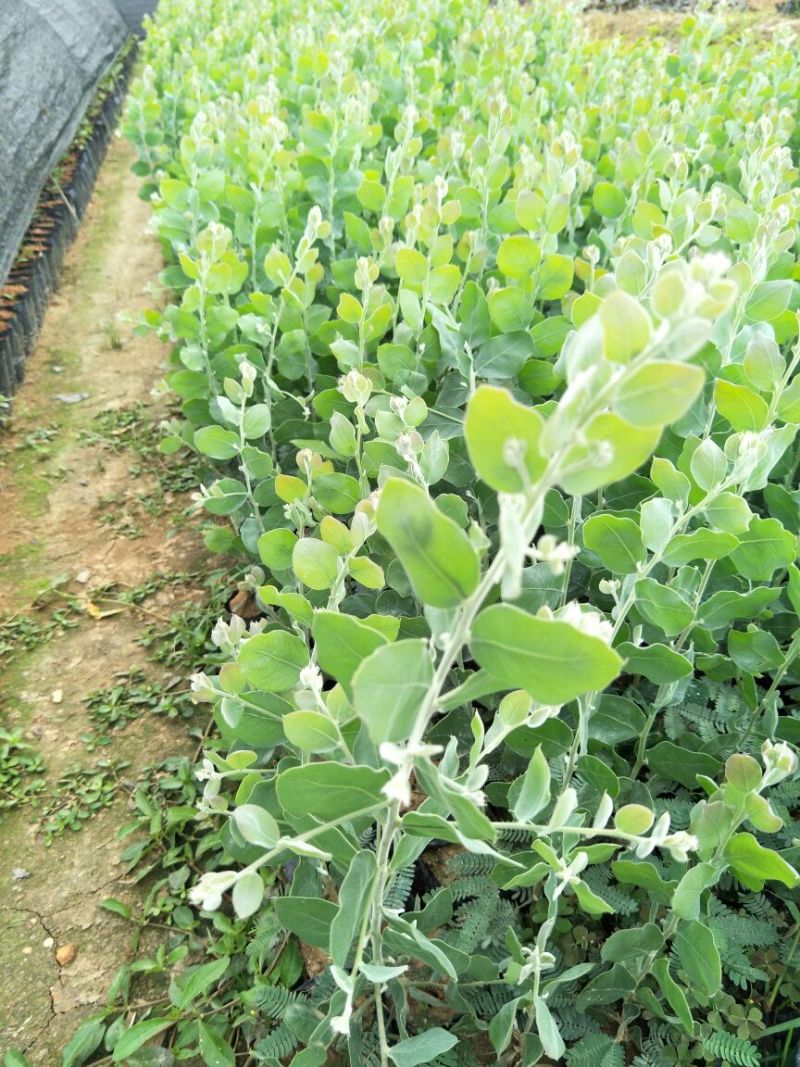 澳洲银叶金合欢苗庭院观花观叶树种美观好养