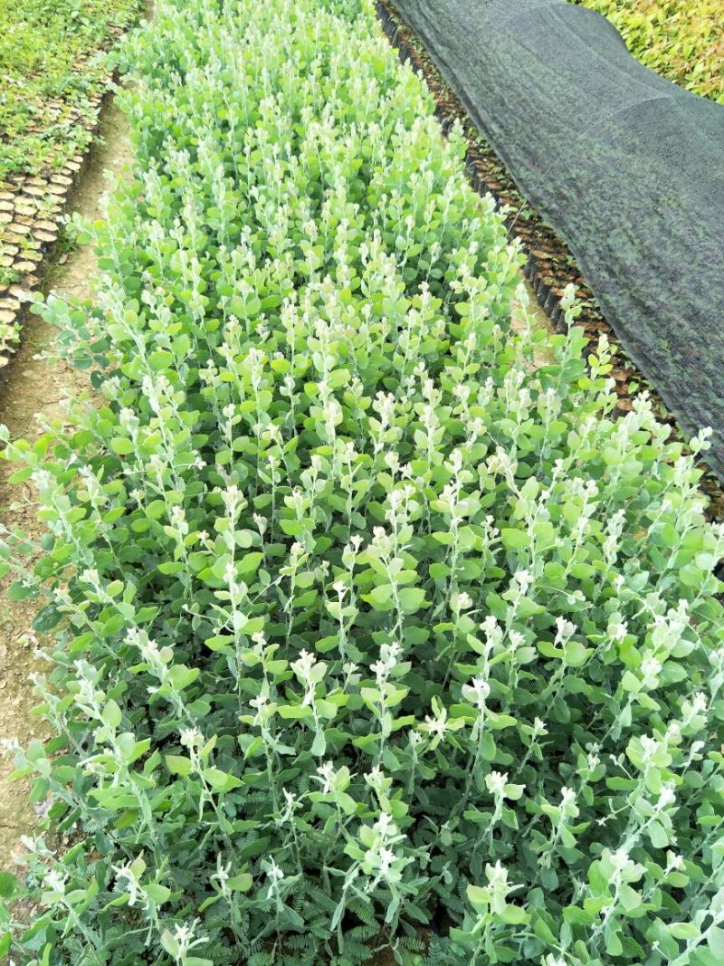 澳洲银叶金合欢苗庭院观花观叶树种美观好养