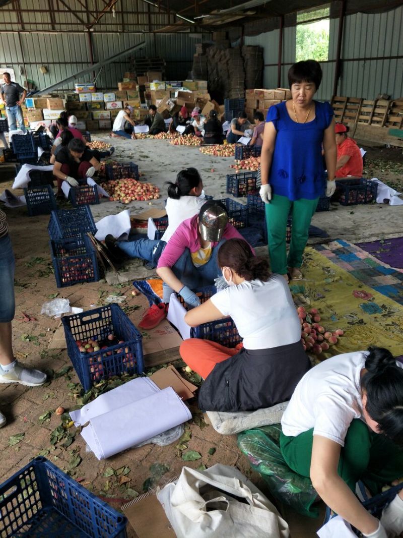 K9苹果铁岭地区上市较早，气候原因，质量优异