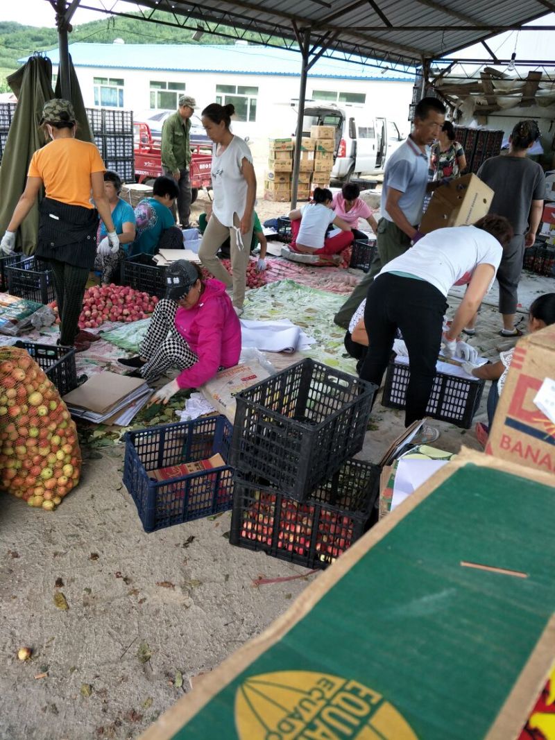 K9苹果铁岭地区上市较早，气候原因，质量优异