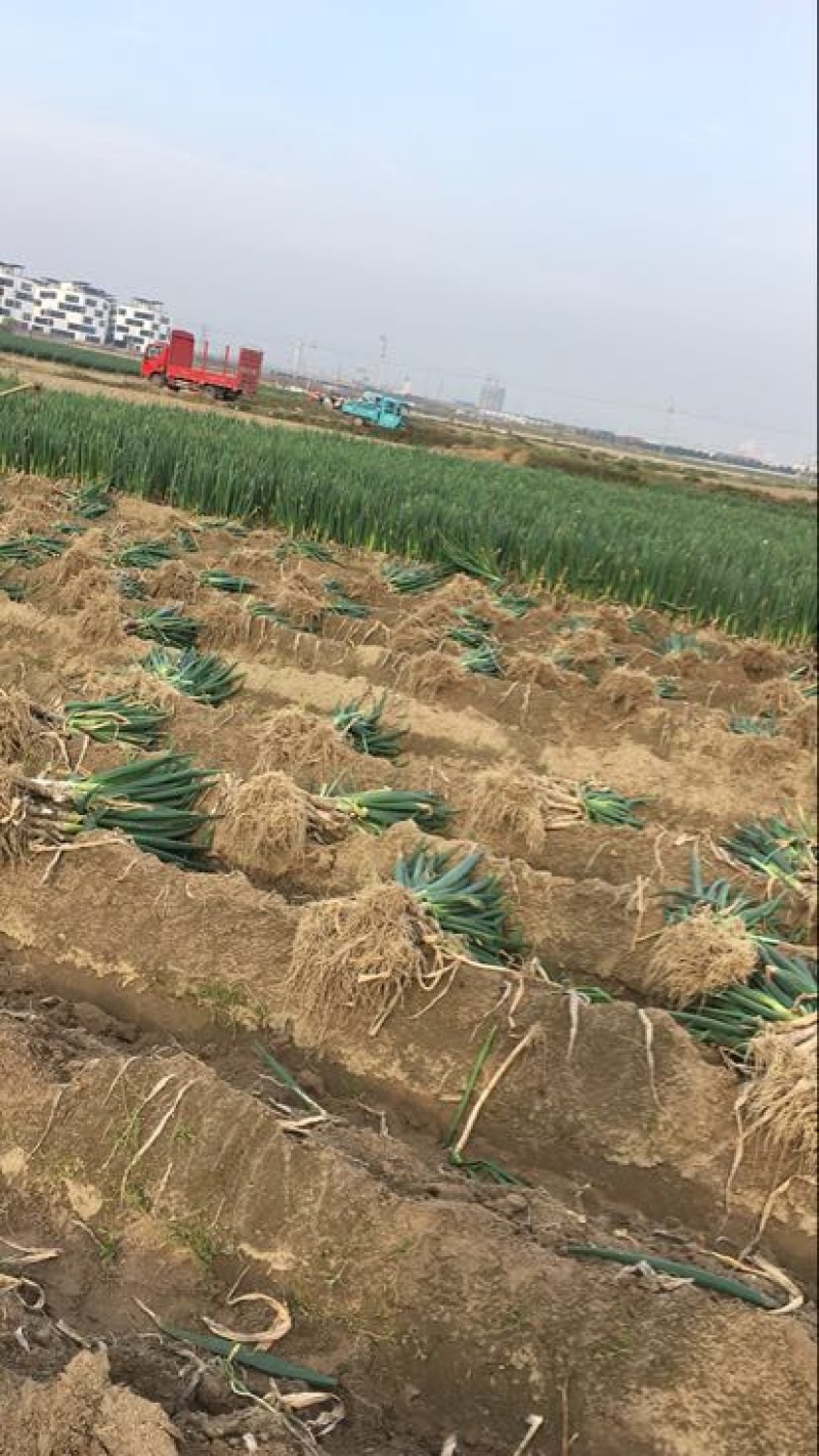 铁杆大葱钢葱日本葱毛葱净葱大量供应，可以提供冷库打冷