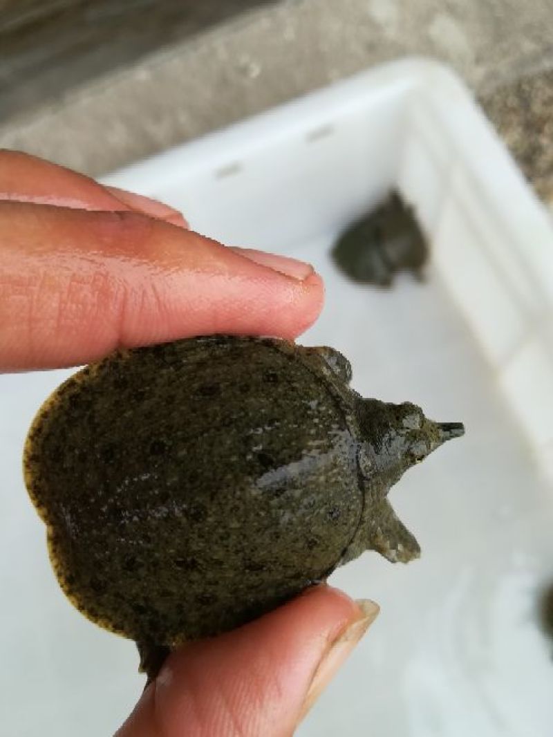 甲鱼苗纯生态甲鱼苗