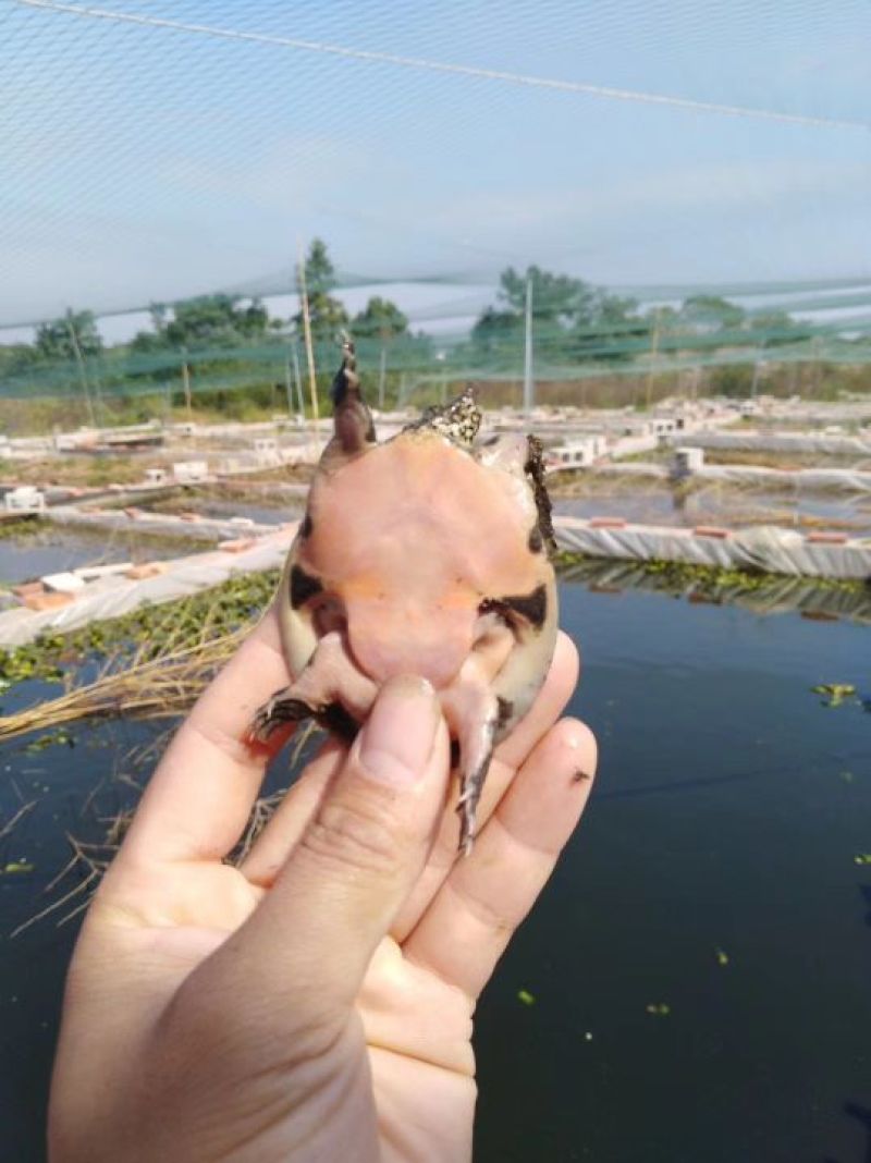 甲鱼苗纯生态甲鱼苗