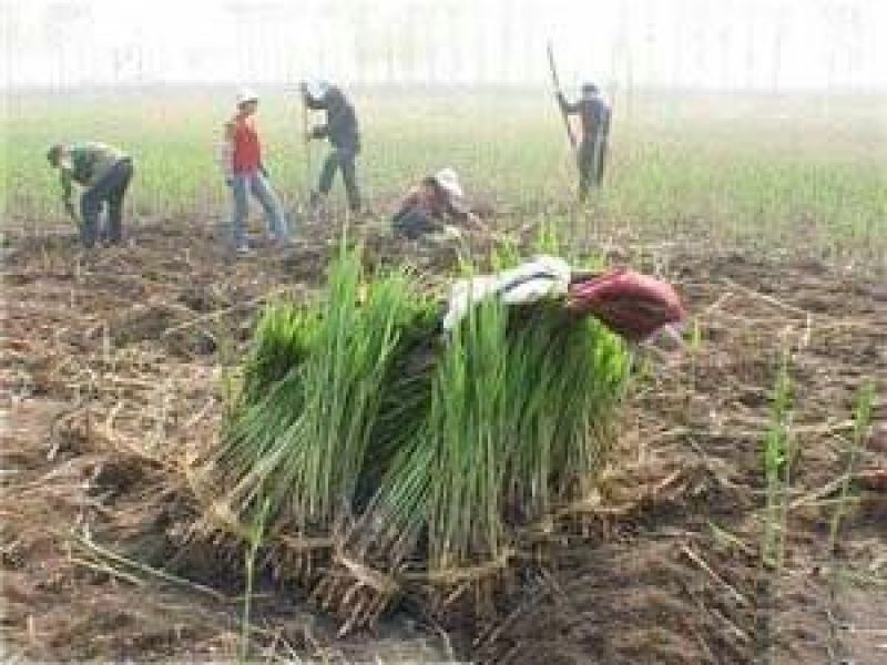 芦苇