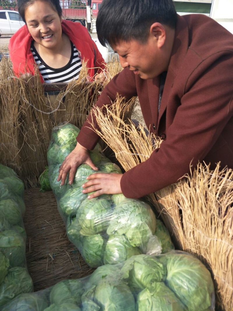 圆包菜精品1~2公斤
