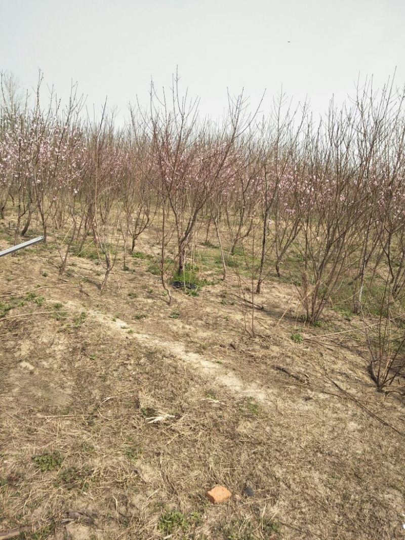 占地桃树6~8cm2.5~3米