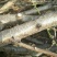 占地桃树6~8cm2.5~3米