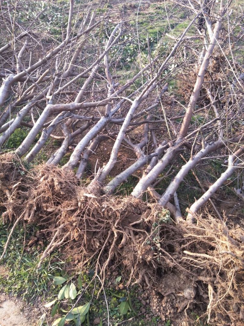 占地桃树6~8cm2.5~3米