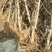 占地桃树6~8cm2.5~3米
