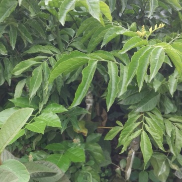 黄皮果苗30~50cmcm