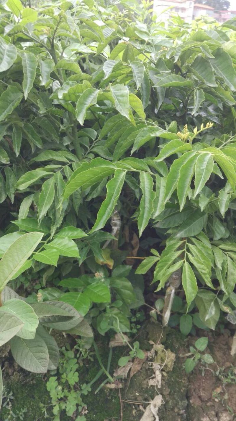 黄皮果苗30~50cmcm