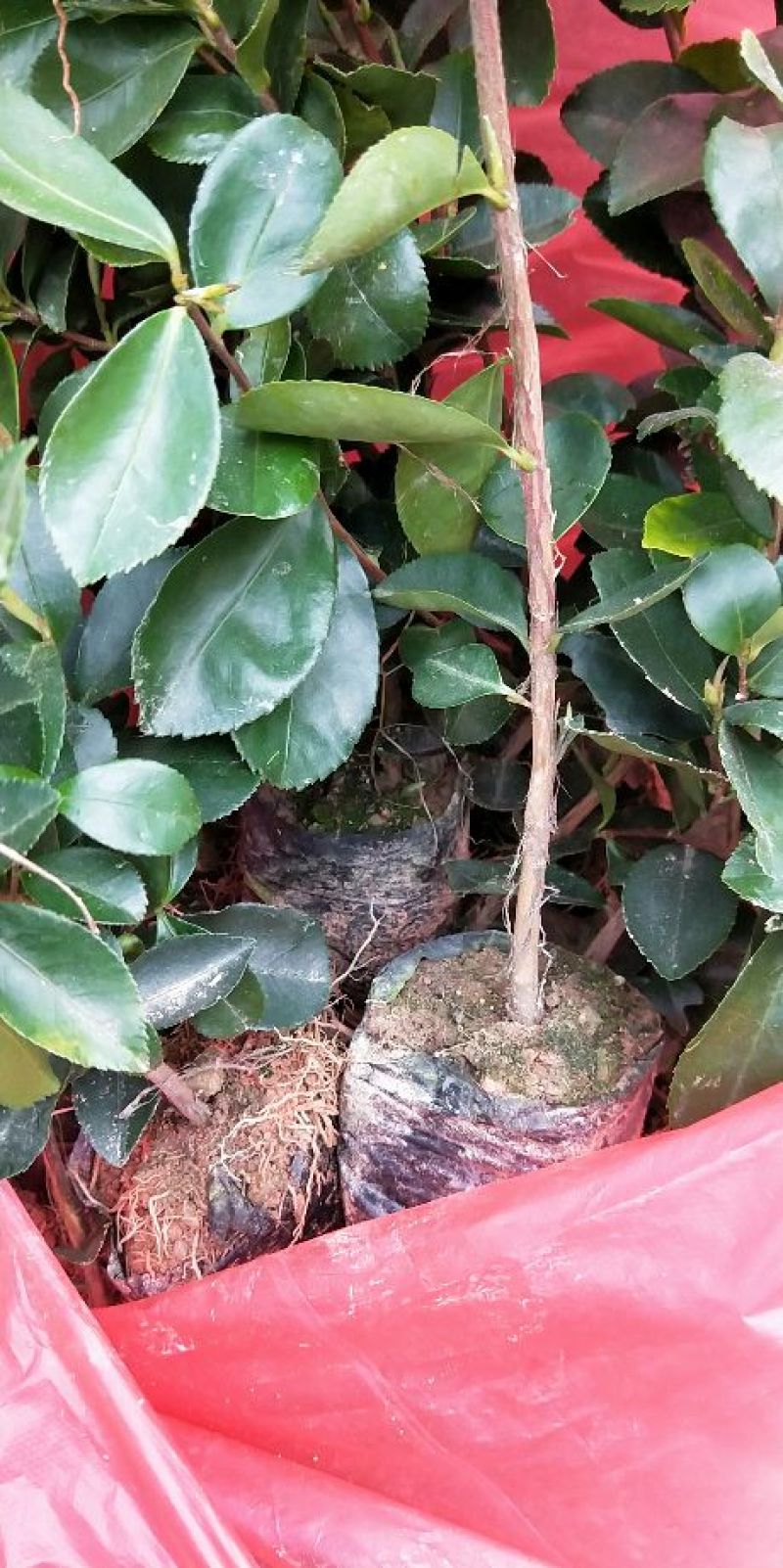油茶苗袋苗20～60