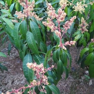 芒果苗1~1.5m
