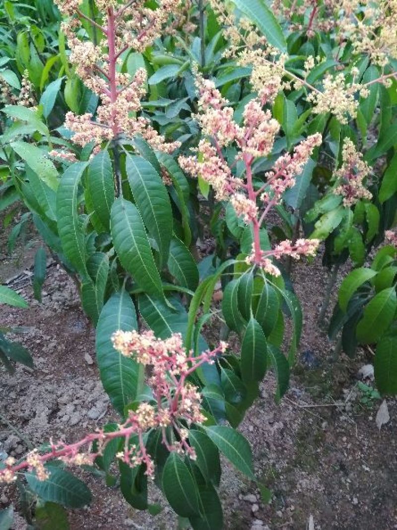 芒果苗1~1.5m