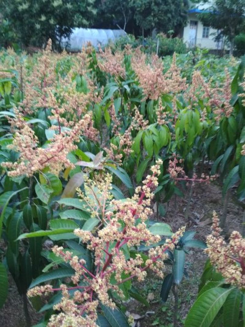 芒果苗1~1.5m