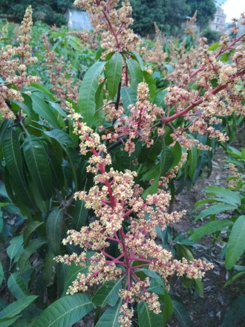 芒果苗1~1.5m