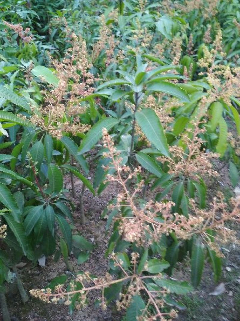 芒果苗1~1.5m