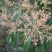 芒果苗1~1.5m