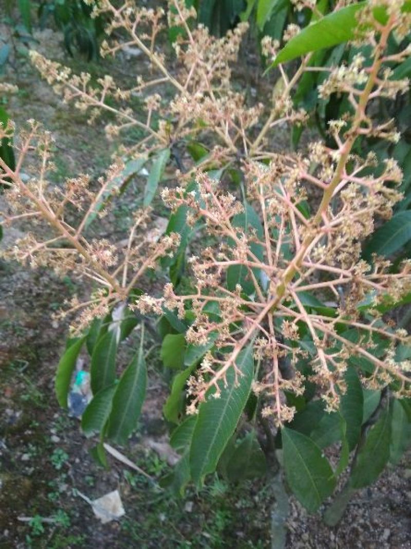 芒果苗1~1.5m
