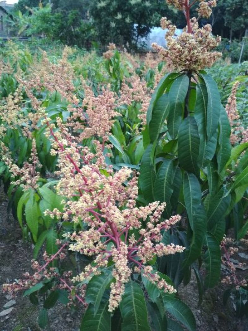 芒果苗1~1.5m