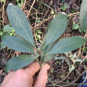小叶桢楠30~50cm