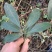 小叶桢楠30~50cm