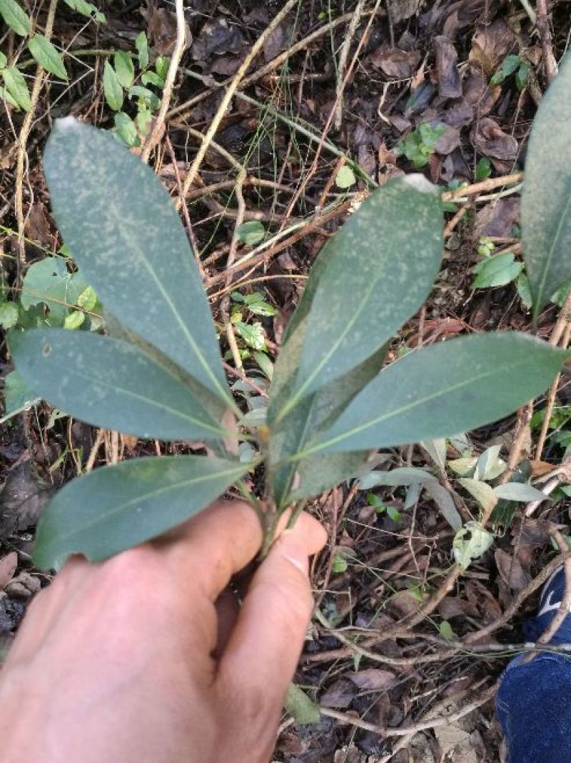 小叶桢楠30~50cm