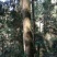 小叶桢楠30~50cm