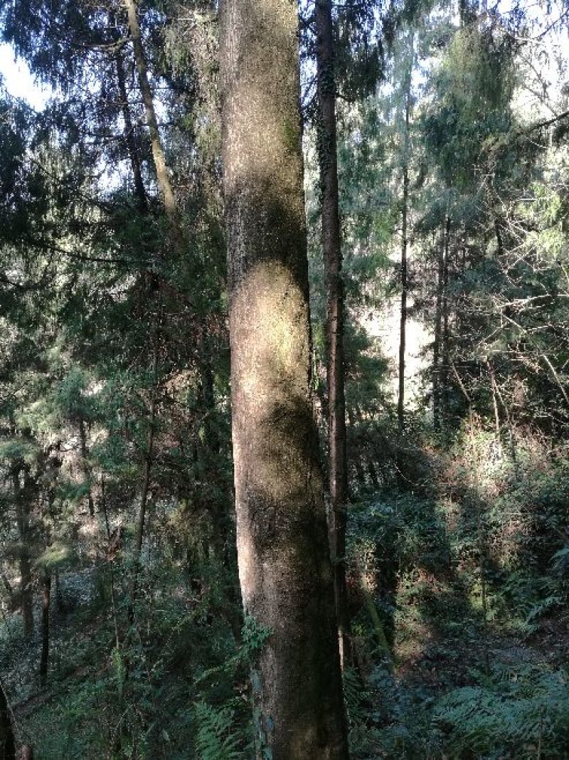 小叶桢楠30~50cm