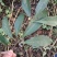 小叶桢楠30~50cm