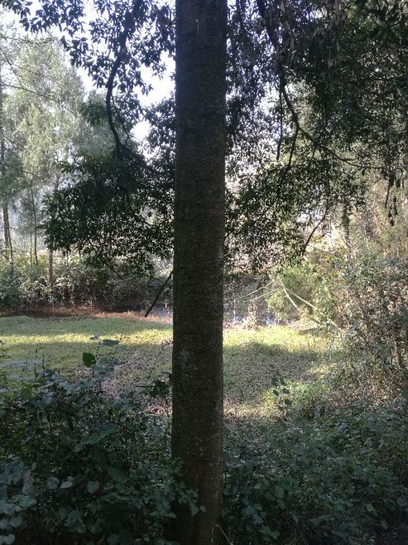 小叶桢楠30~50cm