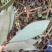 小叶桢楠30~50cm