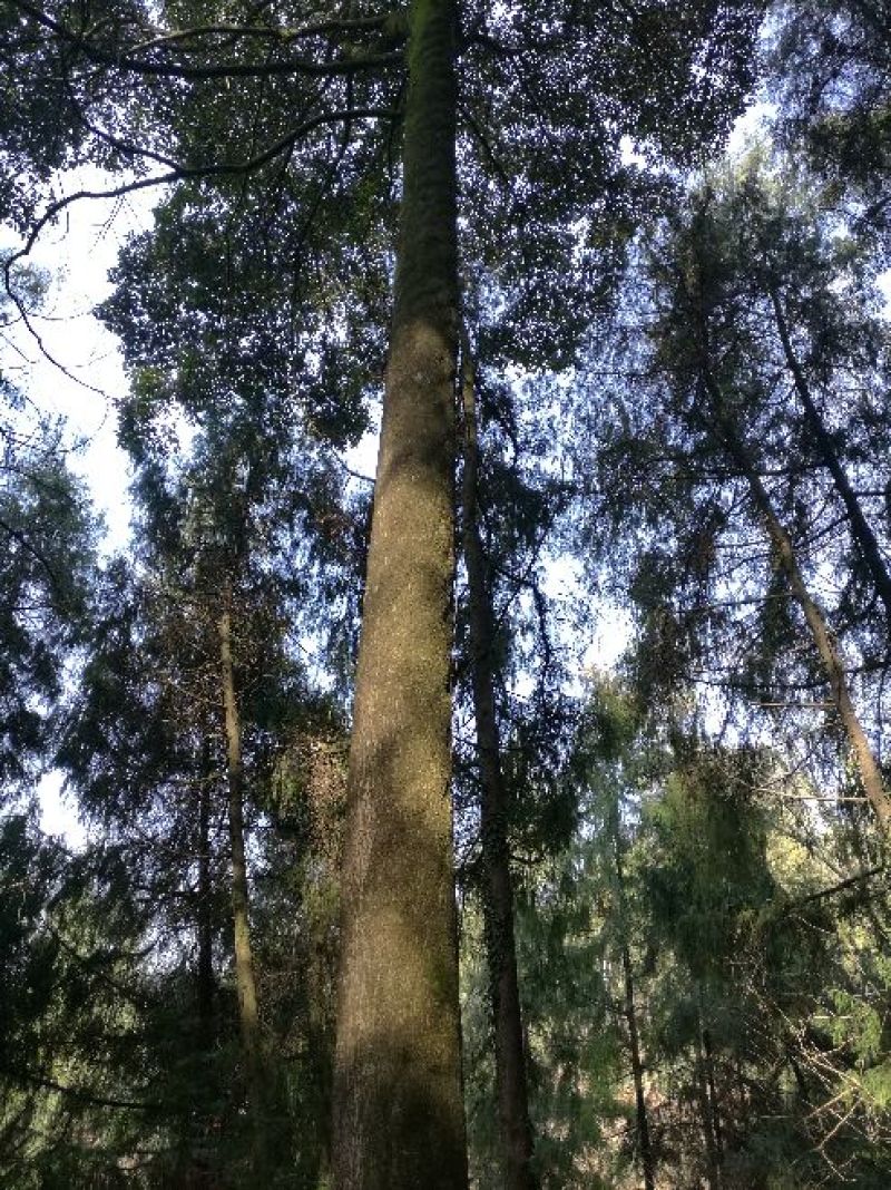 小叶桢楠30~50cm