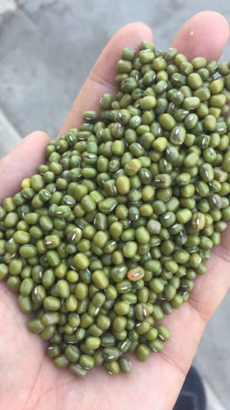 绿豆袋装