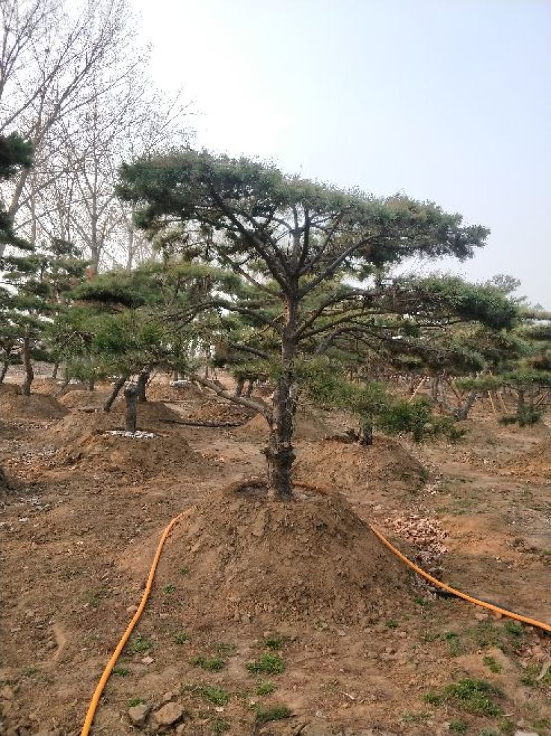 造型松14公分