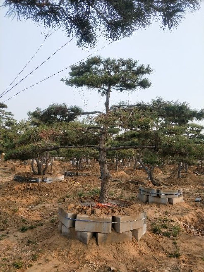 造型松14公分
