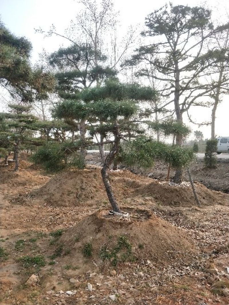 造型松14公分